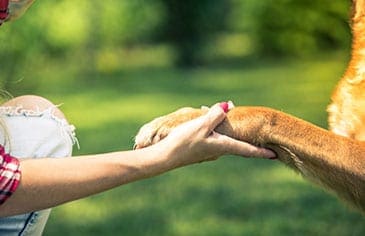 Social responsability - ONG